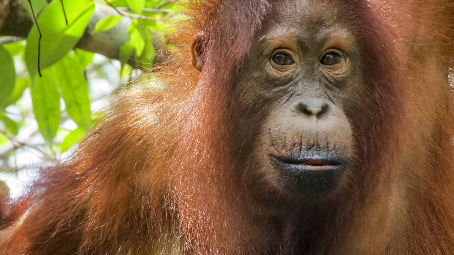 An orangutan in Tanjung Puting National Park in Borneo, Indonesia. Photo © The Nature Conservancy (Katie Hawk)