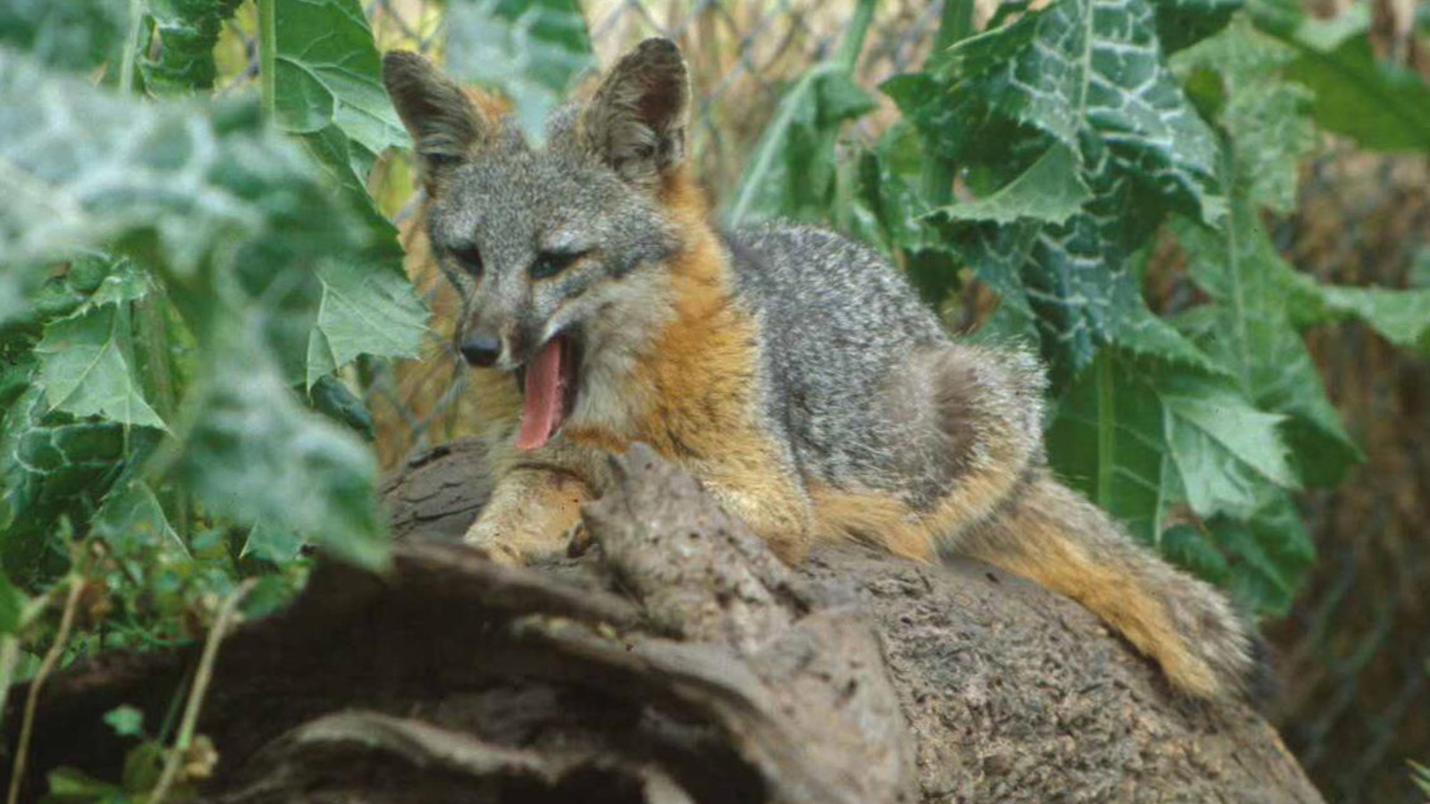 Santa Rosa Island Fox, Santa Rosa Island, Channel Islands, California. Photo © NPS