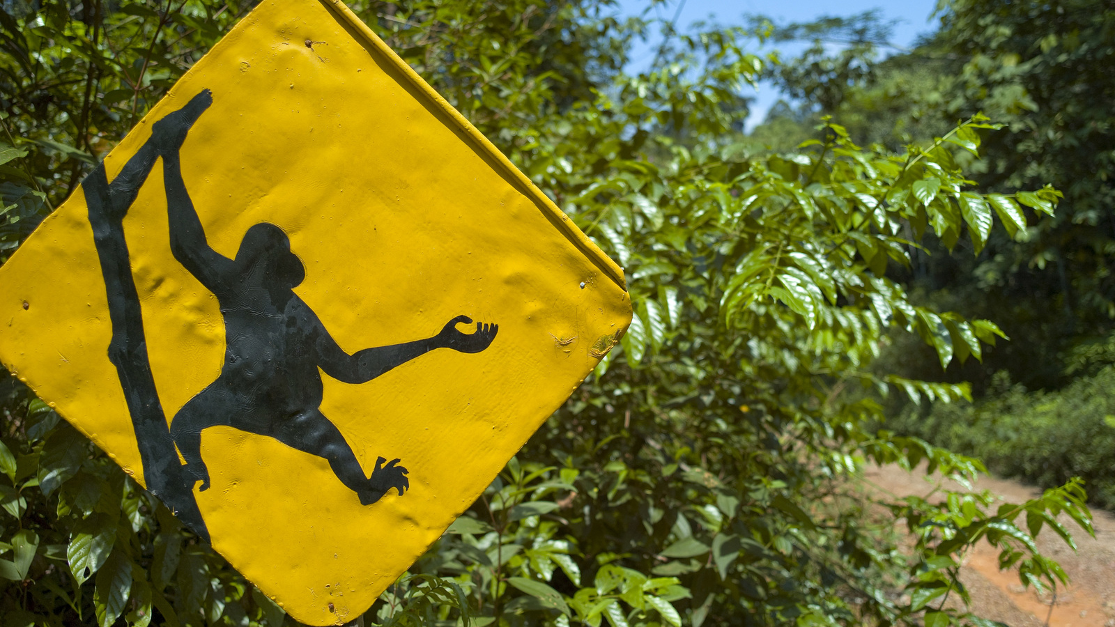 Cautionary road sign to lookout for Orangutan in the remote Wehea Forest in the Berau district of the eastern Kalimantan region of Borneo, Indonesia. Photo © Bridget Besaw