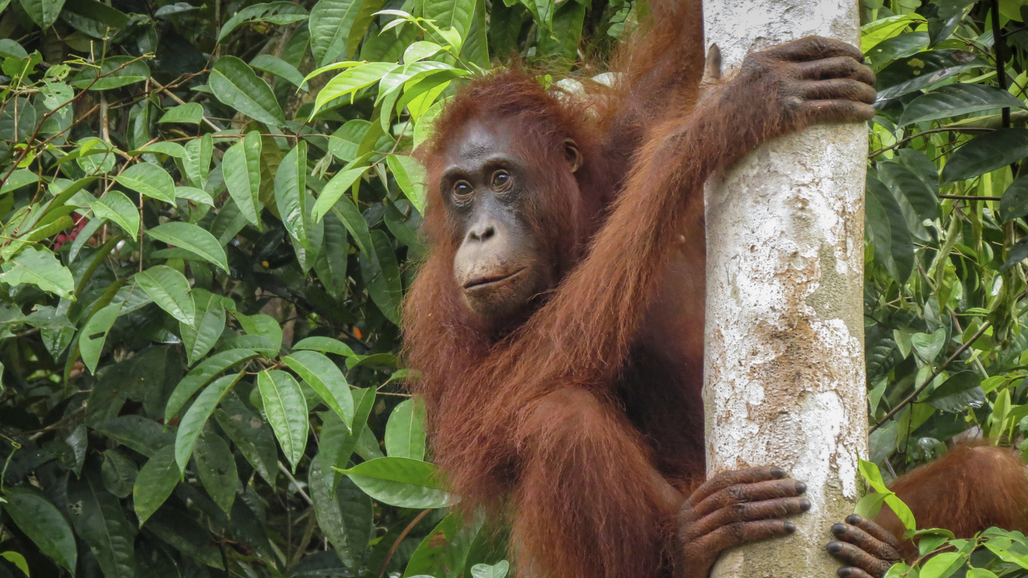 An orangutan in Tanjung Puting National Park in Borneo, Indonesia. Photo © The Nature Conservancy (Katie Hawk)