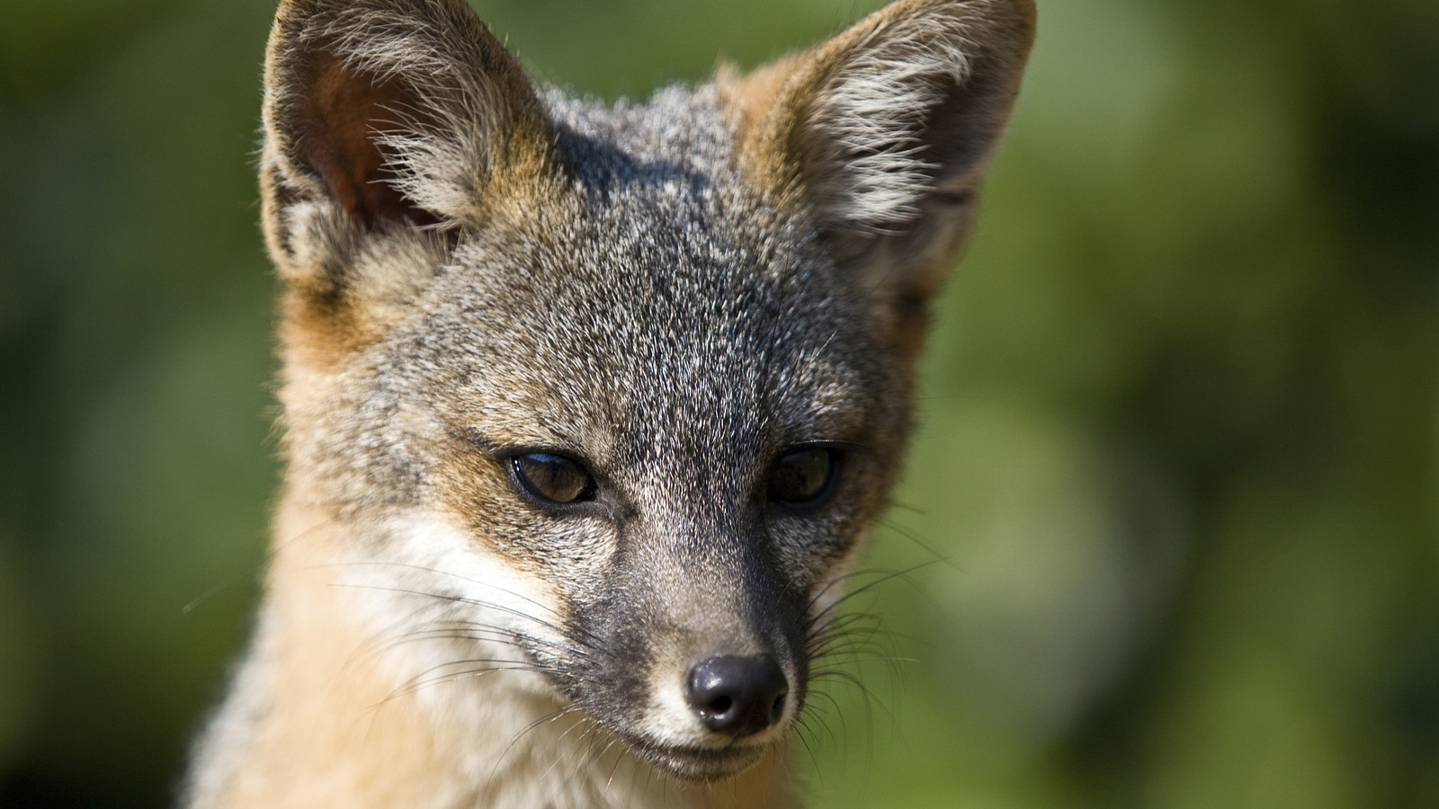  Portrait of a youthful Santa Cruz Island fox. Photo © Ian Shive
