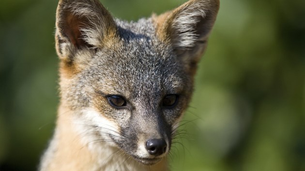 Recovery: America’s Dwarf Fox Gets a Second Chance - Cool Green Science