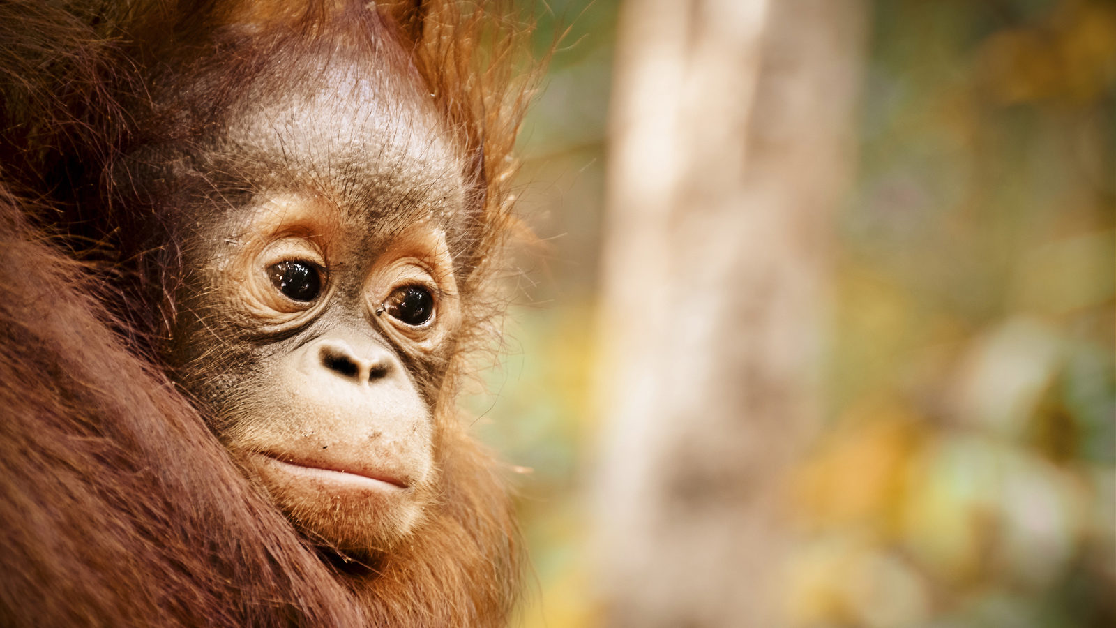 For World Orangutan Day, An Ambitious Plan to Save These Great Apes - Cool  Green Science