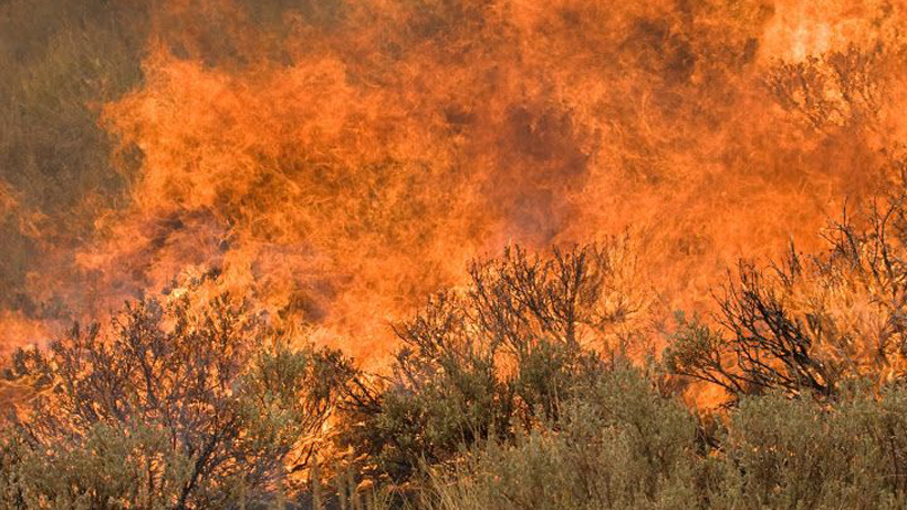 In August and September 2007, a lightning strike sparked the 48,000-acre Castle Rock wildfire near Ketchum, Idaho. Cheatgrass helped fuel the fire. Photo © Kari Greer via U.S. Fish and Wildlife Service Headquarters on Flickr