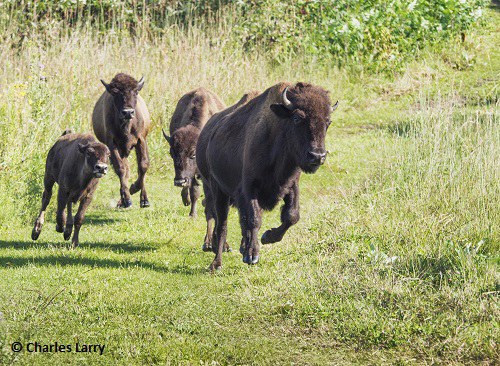Bison on the move. Photo © Charles Larry