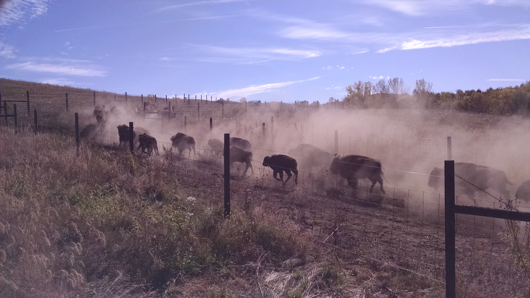 Bison roundup at Broken Kettle. Photo © The Nature Conservancy (Tony Capizzo)