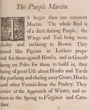 Catesby on the Purple Martin, 1731.