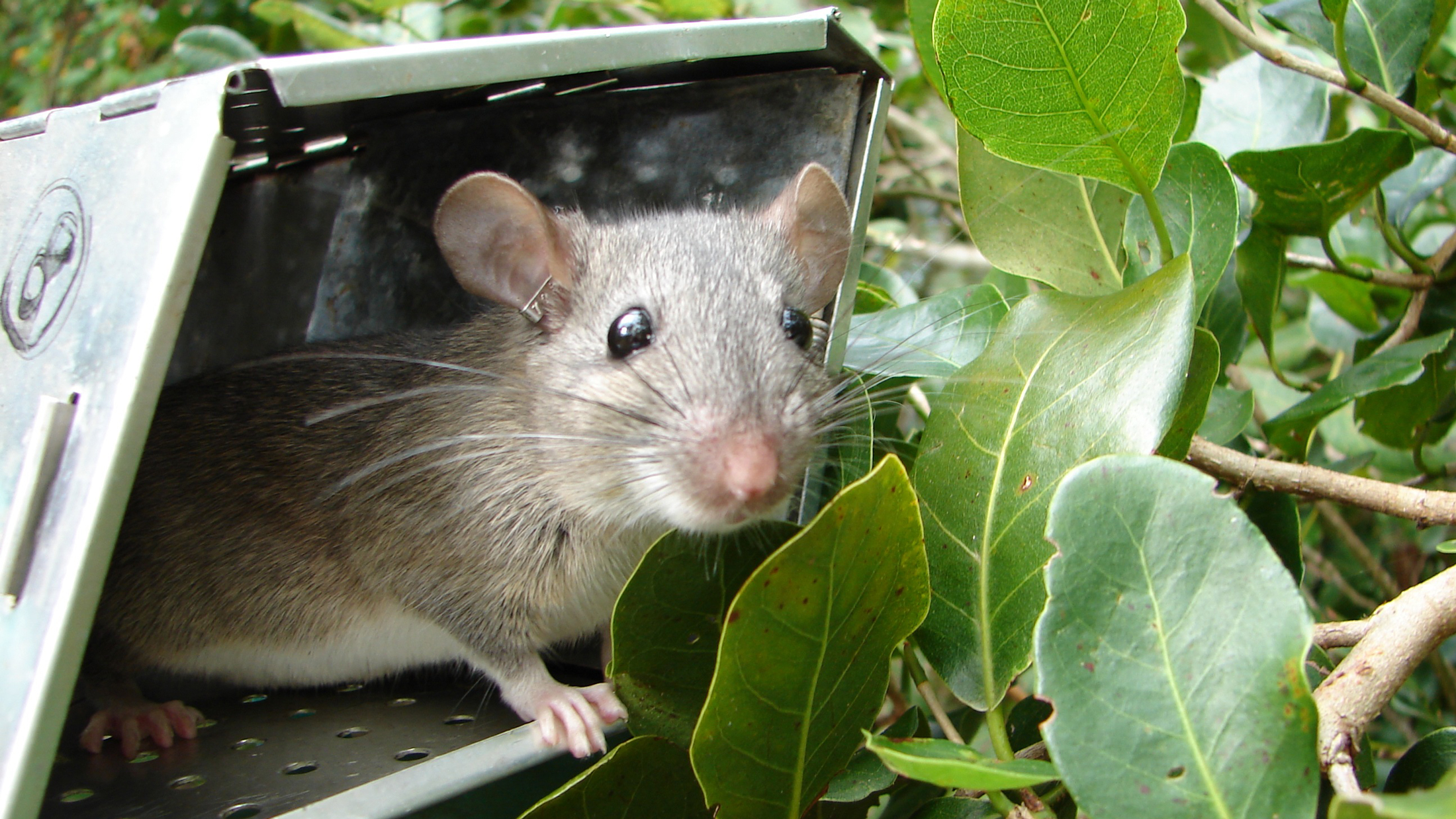 Recovery: Saving the “Rat” That Isn't - Cool Green Science