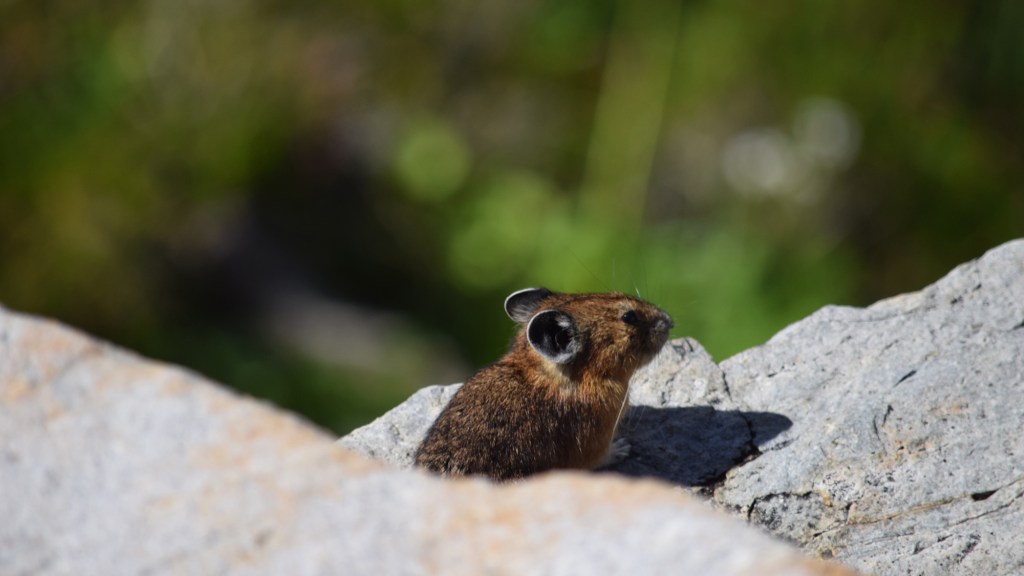 The Pika Predicament: Wildlife & the Climate Crisis - The National Wildlife  Federation Blog