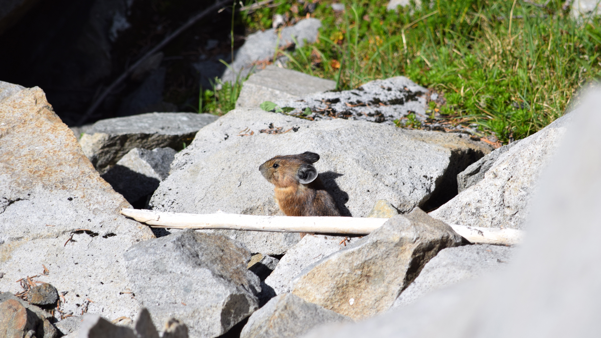 Pika on the alert. Photo © The Nature Conservancy (Lisa Feldkamp)