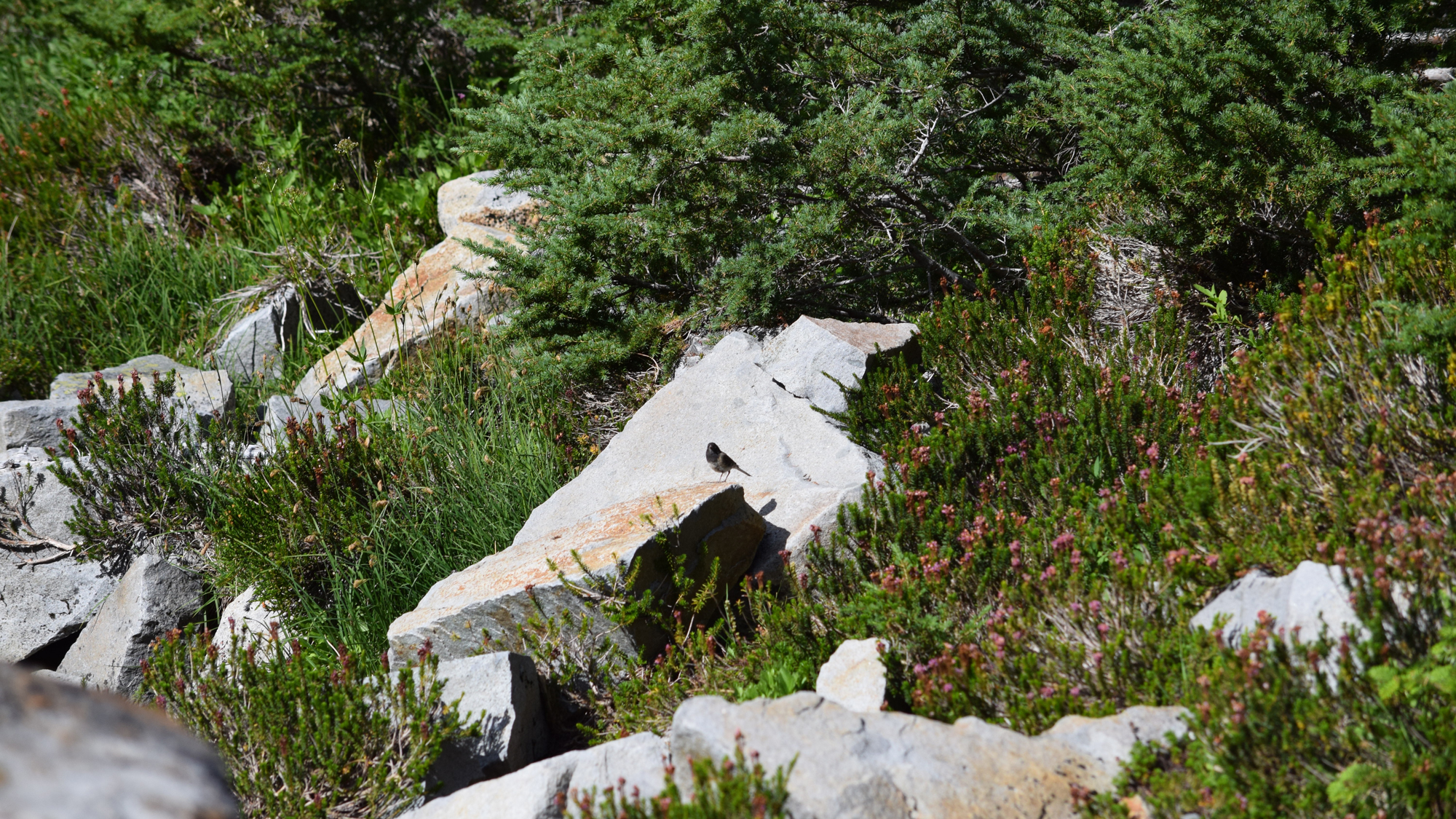 A small grassy area at the edge of the slope. Complete with wildflowers and a visiting dark-eyed junco. Photo © The Nature Conservancy (Lisa Feldkamp)