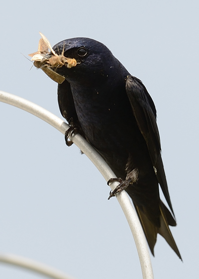 Purple Martin with an insect. Photo © MJ Kilpatrick