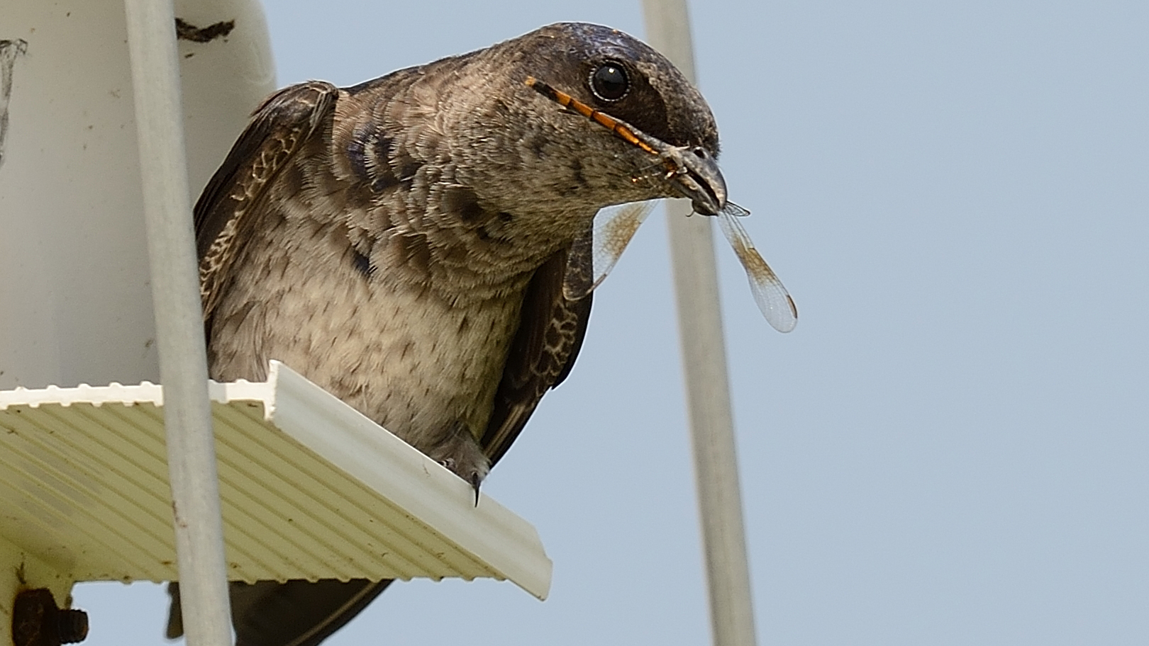 Purple Martin with a dragonfly. Photo © MJ Kilpatrick