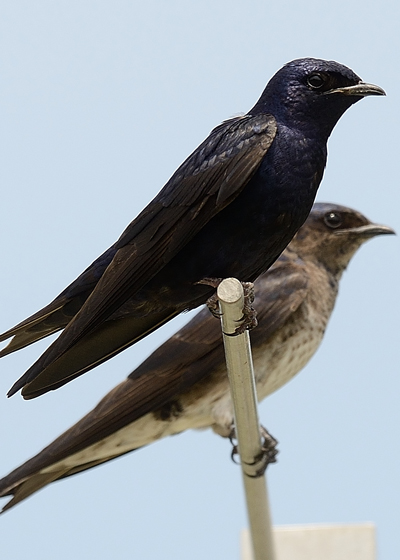 Purple Martins. Photo © MJ Kilpatrick