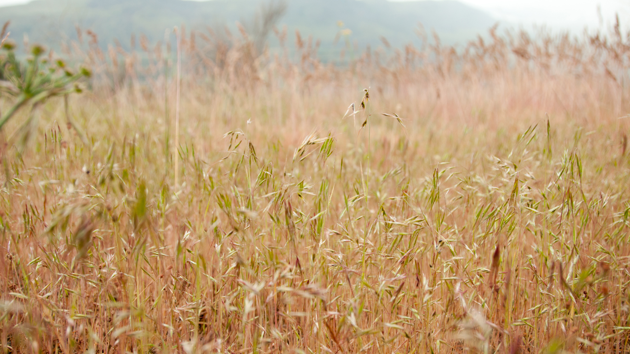 Cheatgrass on the land of Dixie Dringham. She volunteered for D7 (the biocontrol) testing on some plots of her land. Photo © Hannah Letinich