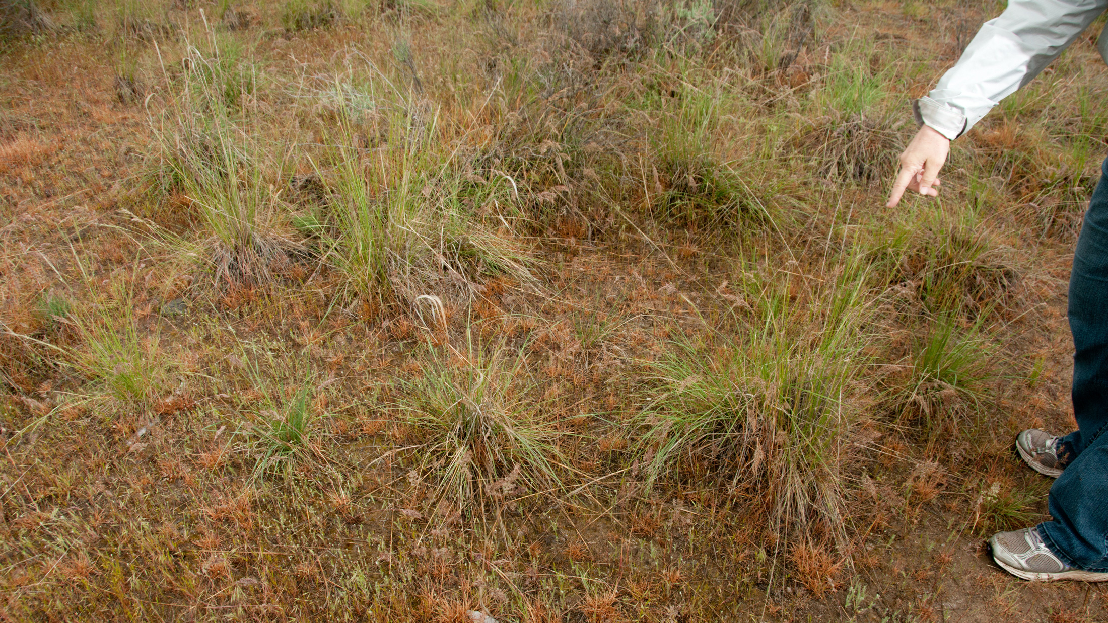 A patch of land on Dixie Dringham's property where the D7 biocontrol has taken effect, allowing native grasses to grow back. Prior to treatment this was all cheatgrass. Photo © Hannah Letinich