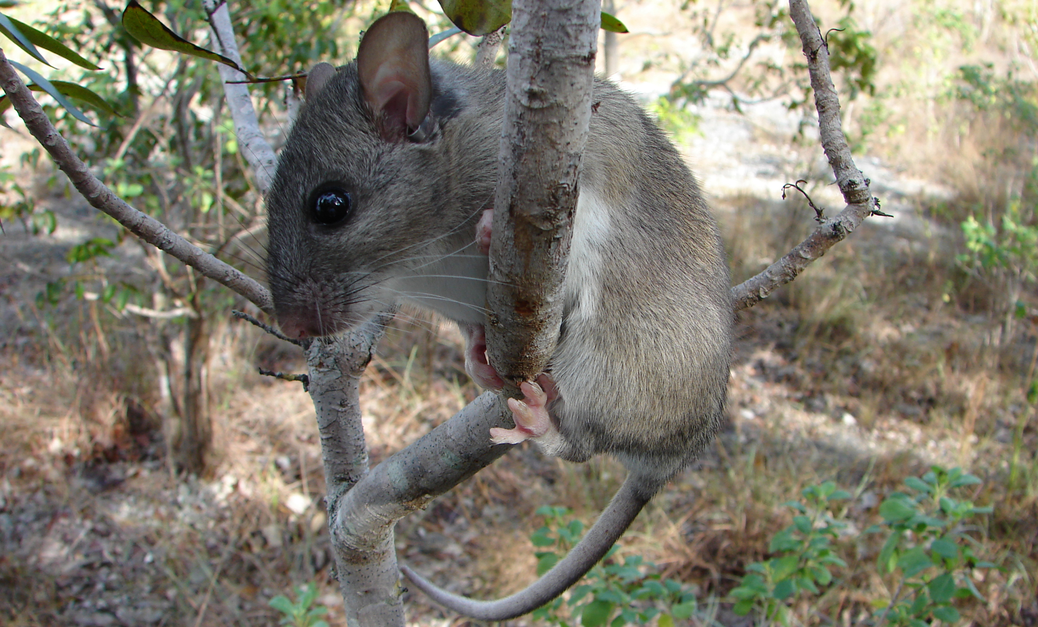 Key Largo woodrat. Photo © Clay DeGayner