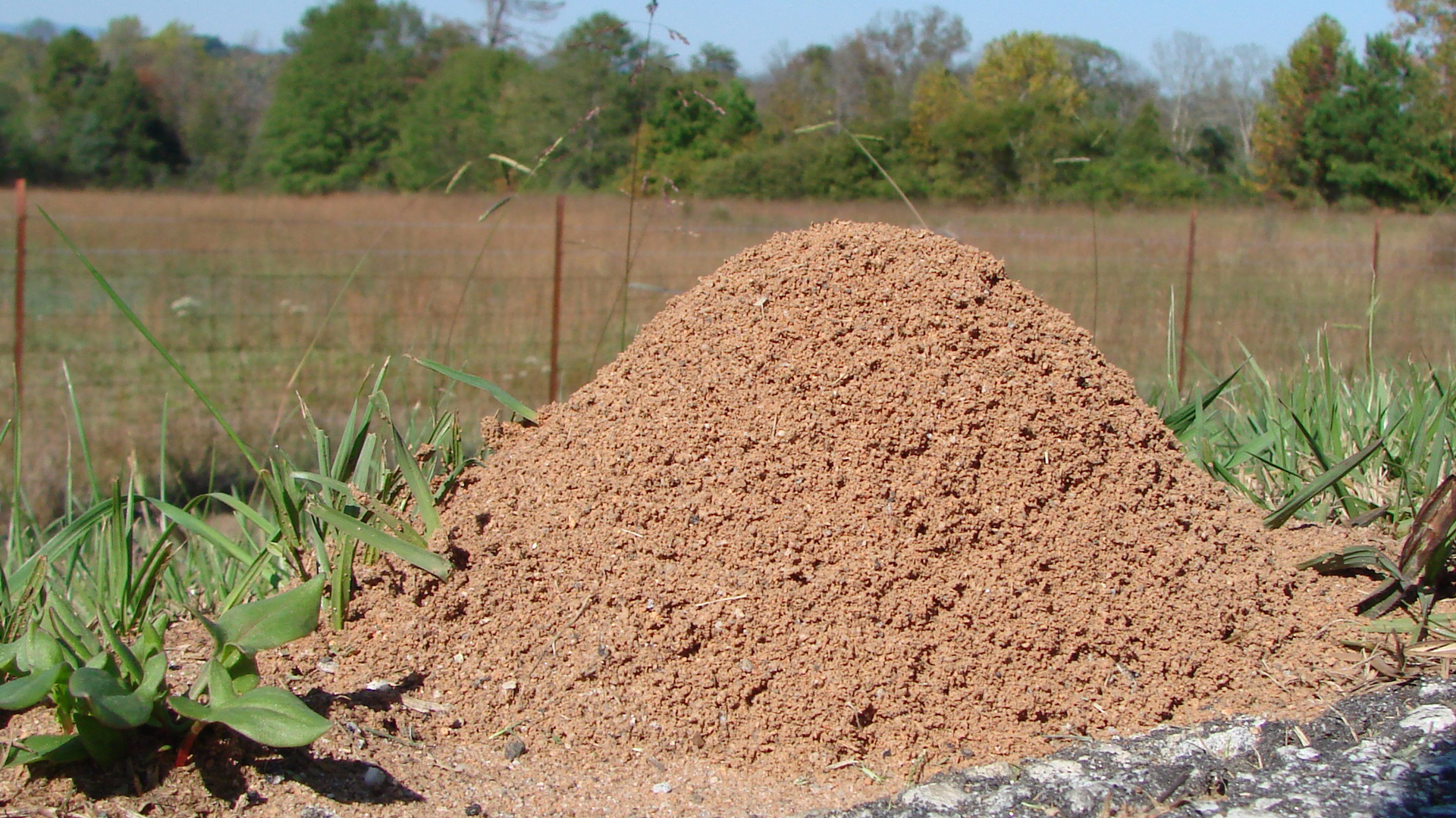 Fire ant mound. Photo © Martin La Bar / Flickr through a Creative Commons license