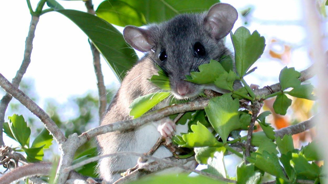 Key Largo woodrat. Photo © Clay DeGayner