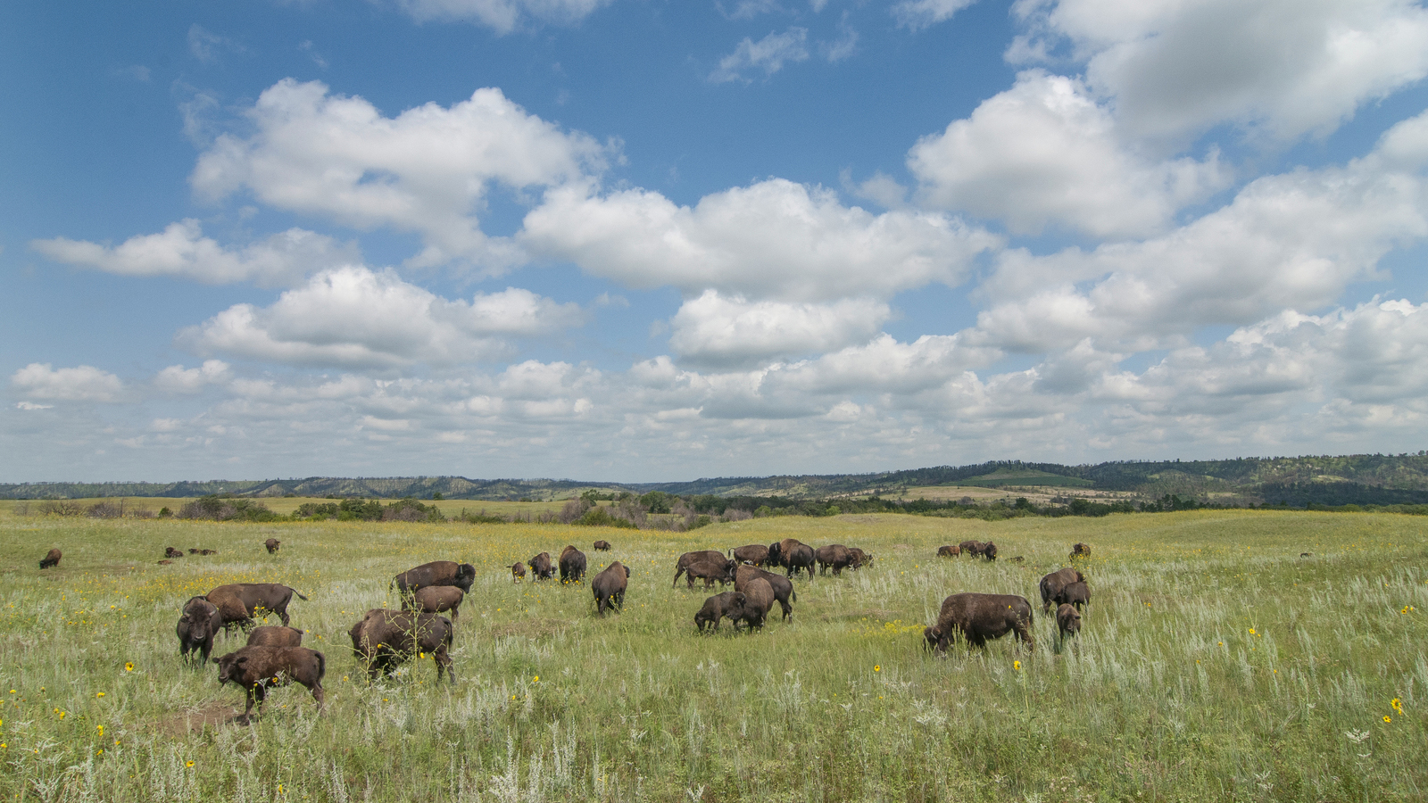 Bison at the The Nature Conservancy's Niobrara Valley Preserve. Photo © The Nature Conservancy (Chris Helzer)