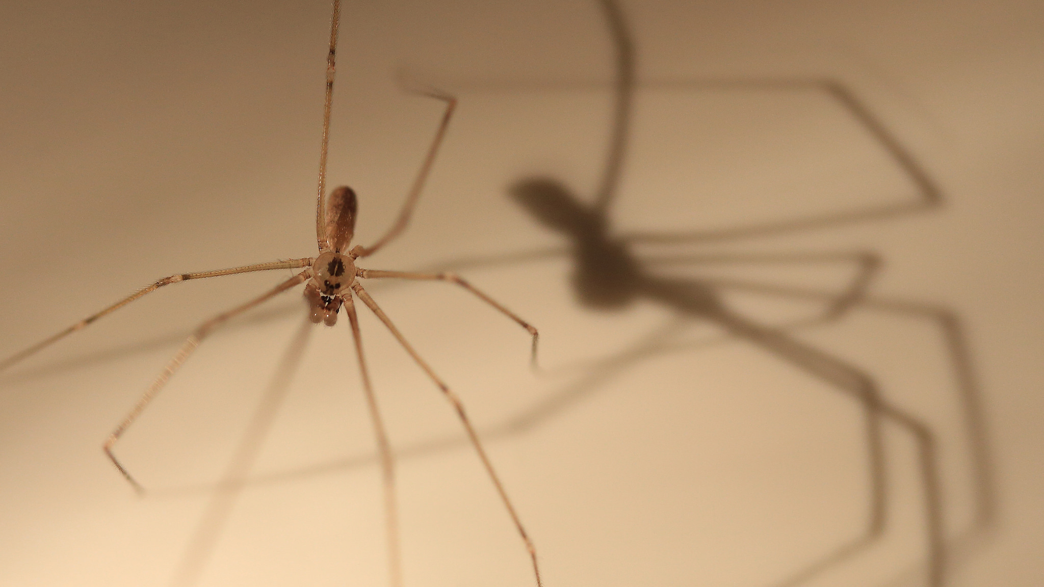 Daddy Longlegs Spider. Pholcidae, commonly known as cellar or vibrating spiders. Photo © alvaroreguly / Flickr through a Creative Commons license