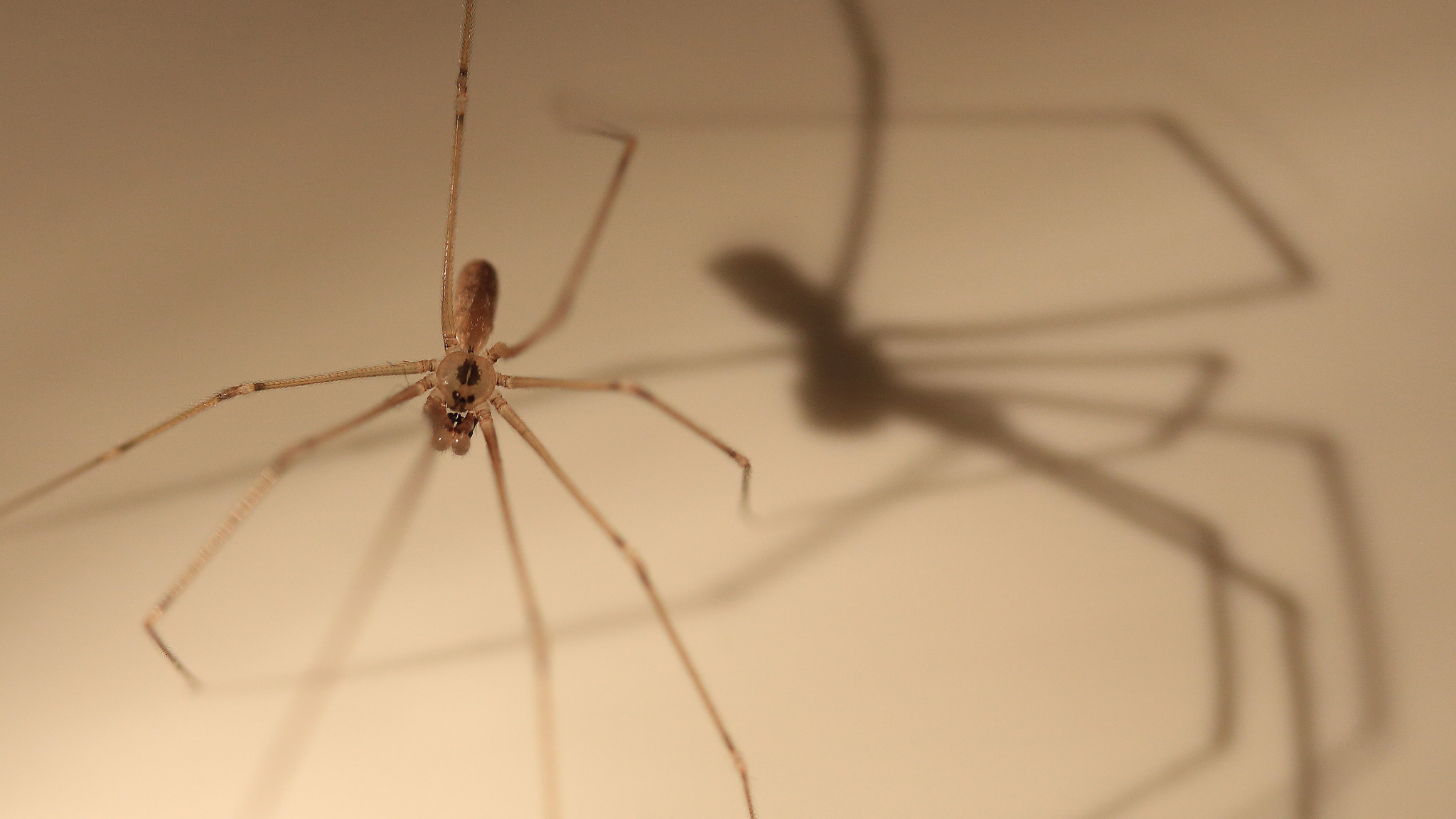 Daddy-long-legs with babies : r/spiders