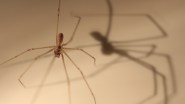 Daddy Longlegs Won t Kill You Cool Green Science