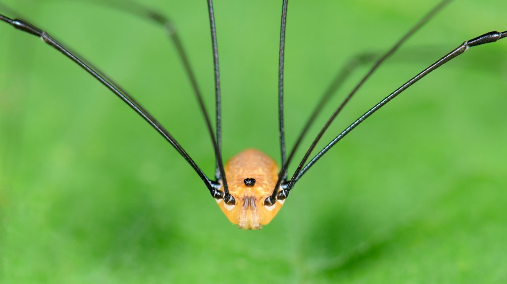 Opiliones, Eupnoi, F Sclerosomatidae, Leiobunum aldrichi, male. Note that the fang-like appendages near the mouth are the chelicerae, used for catching prey. Photo © Marshal Hedin / Flickr through a Creative Commons license