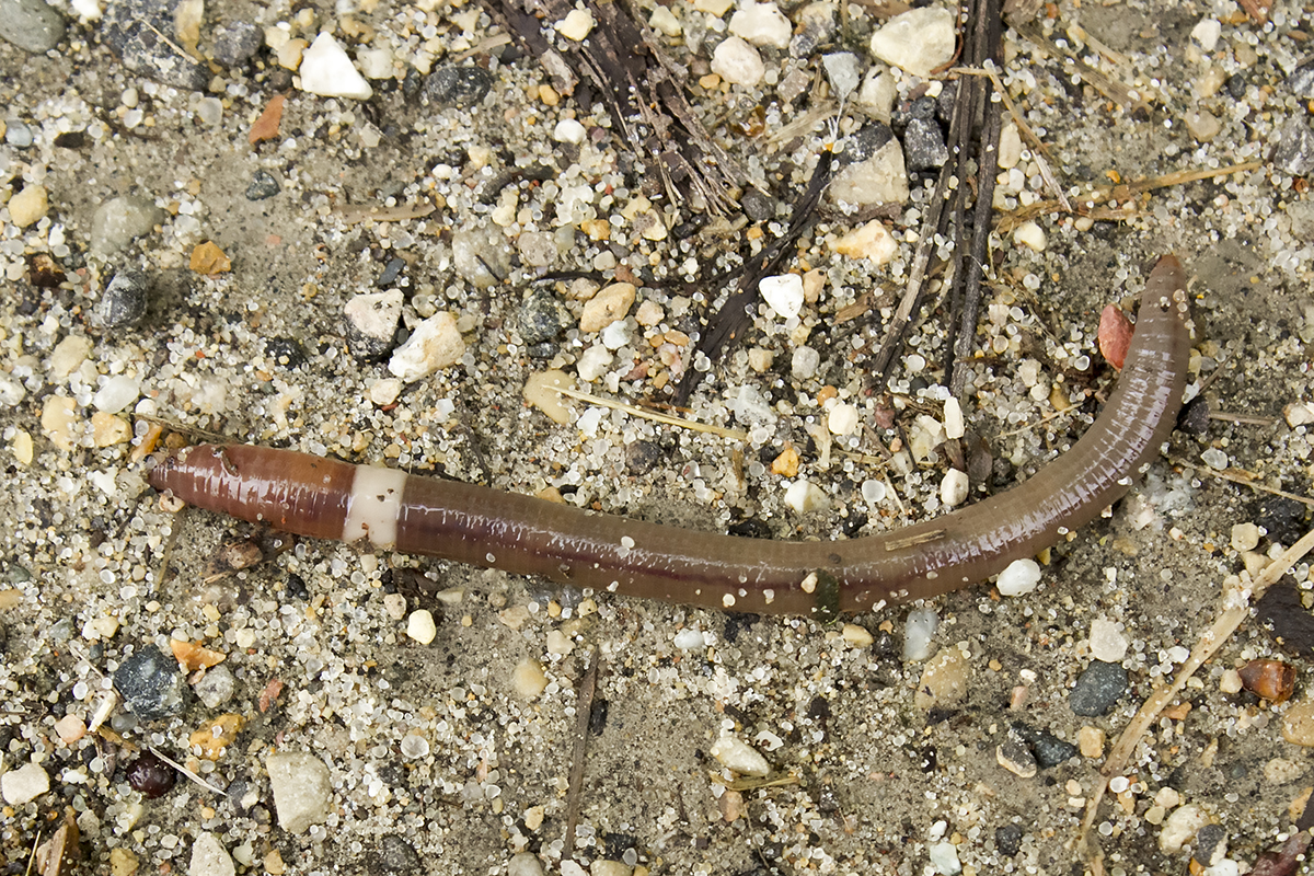 World's LARGEST Fishing WORM! (Actually Works!) 