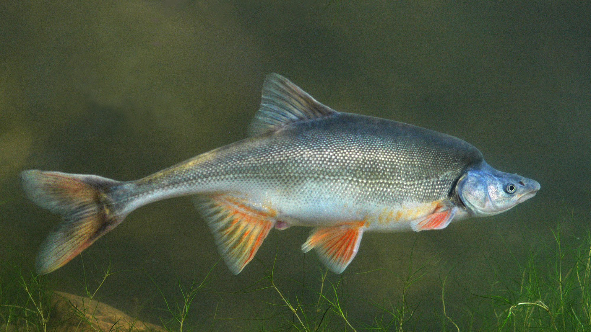 Humpback Chub a native AZ fish found in the Colorado River in the Grand Canyon. Photo © George Andrejko