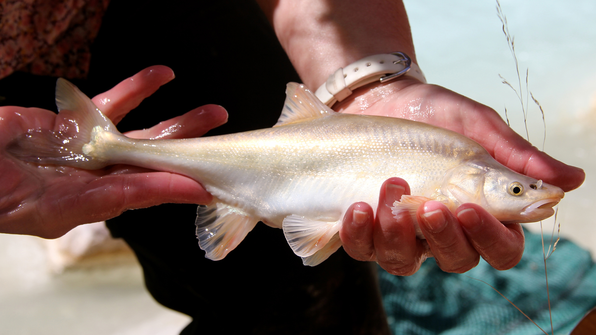 Humpback chub at Havasu Creek. Photo © Amy Martin/NPS