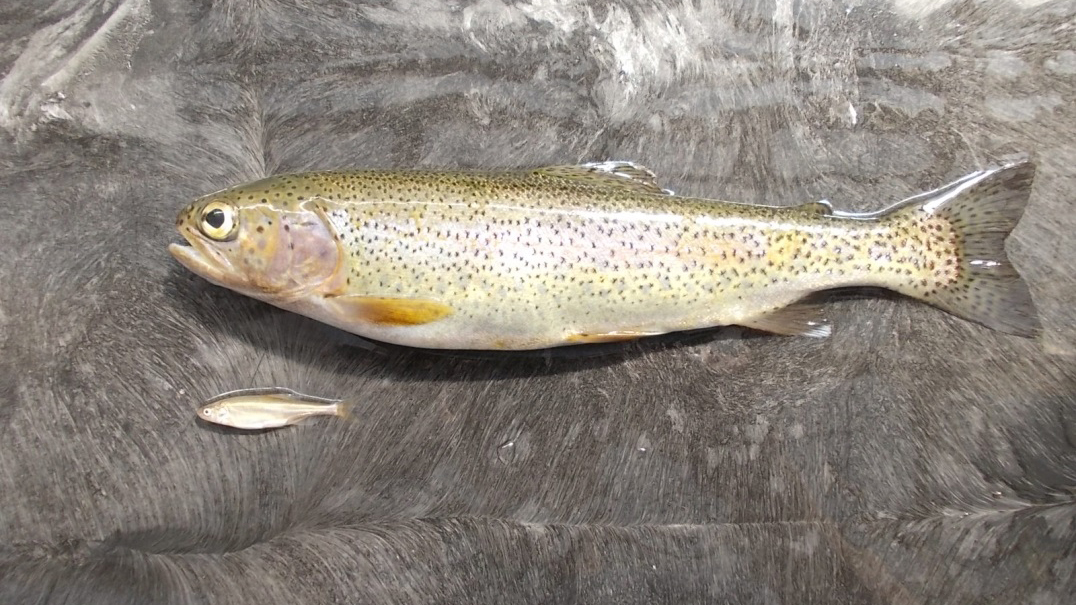 Rainbow trout eggs  U.S. Geological Survey