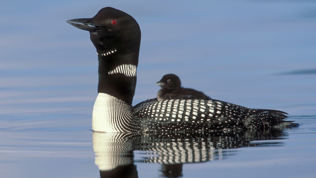 Recovery: Saving Loons from Lead Fishing Tackle - Cool Green Science
