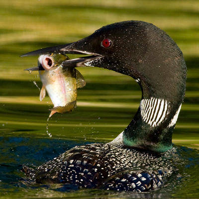 During cooperative conservation efforts of the (photographic) authors and the Washington Department of Fish and Wildlife, extra fish are stocked at Common Loon breeding lakes, to accommodate the loons and those fishing. Photo © Daniel and Ginger Poleschook
