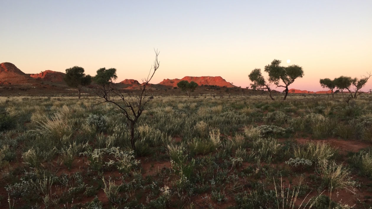 A full moon rises over Nyukuwarta, a region used frequently by Martu hunters and highly valued for its cultural significance. The stage of vegetative regrowth shown in the foreground is referred to as nyukura, a mature patch of high diversity plant taxa that follows 1-4 years after the application of fire. Photo © Douglas Bird, 2015.