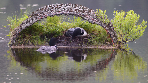 Naturalist hopes a loon's fatal fight with fishing gear draws awareness to  harms of litter