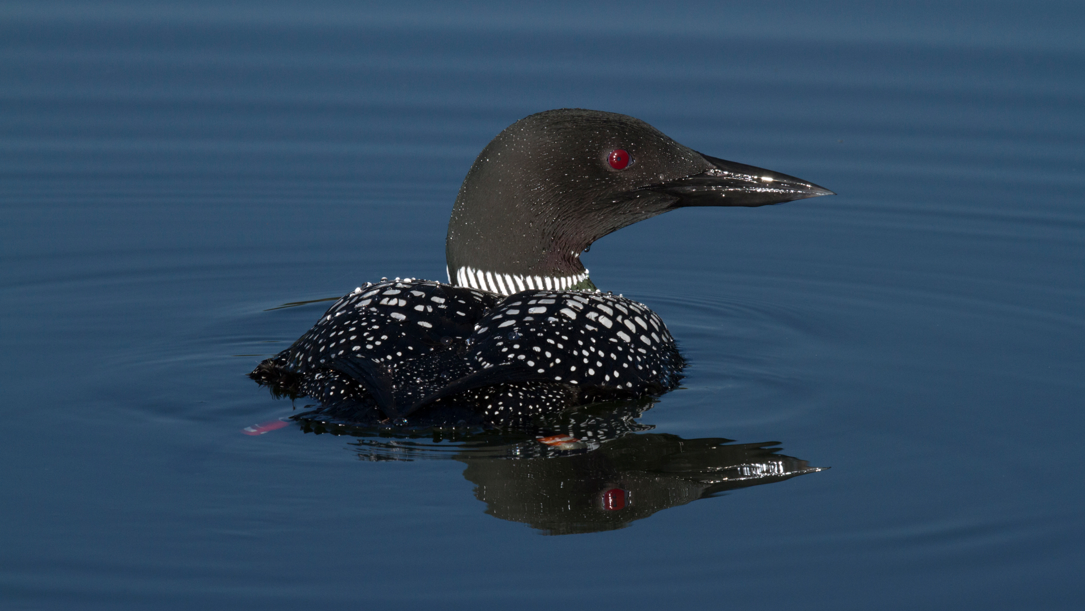 Recovery: Saving Loons from Lead Fishing Tackle - Cool Green Science