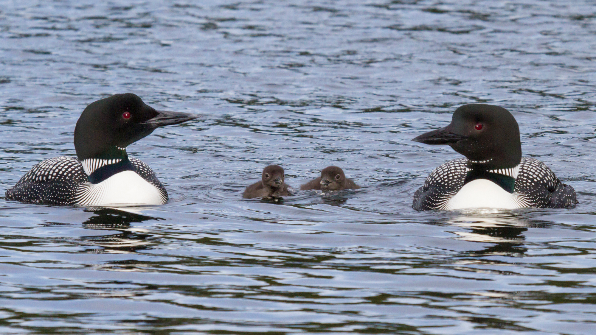 Both the male and female Common Loons of a territorial pair provide care of the young until fledging. That is one of the endearing qualities of the species. These chicks swim well even though they are only a few days old. Photo © Daniel and Ginger Poleschook