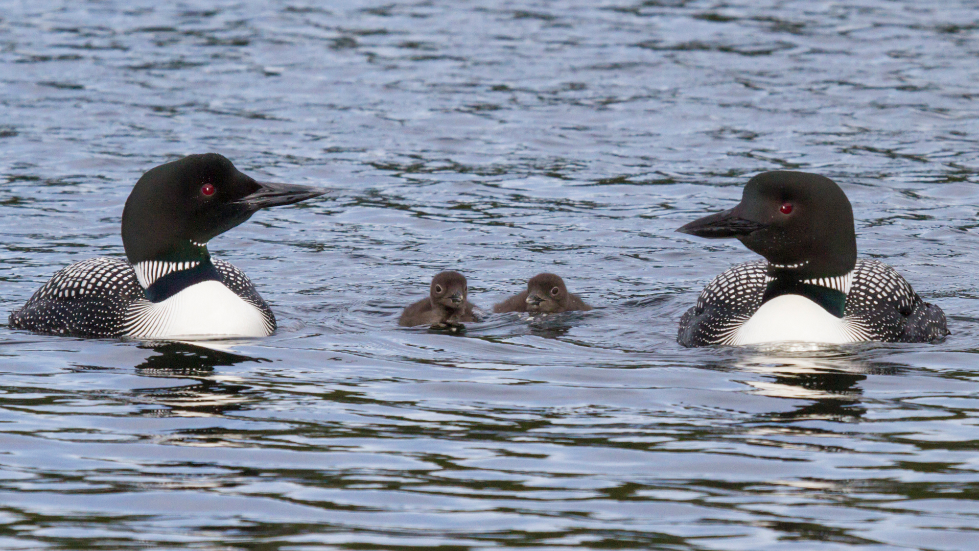 Recovery: Saving Loons from Lead Fishing Tackle - Cool Green Science