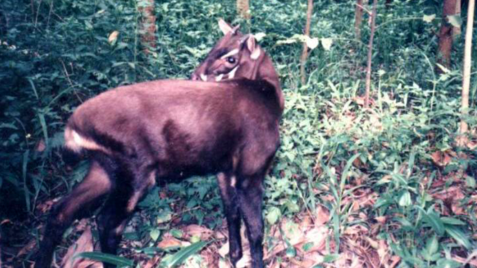 Saola. Photo © Silviculture / Wikimedia through a Creative Commons license