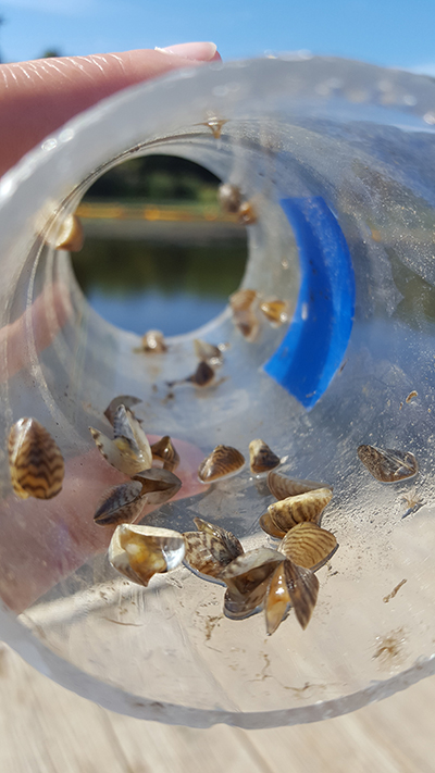 Dead zebra mussels from Minnewashta. Photo © Jill Sweet