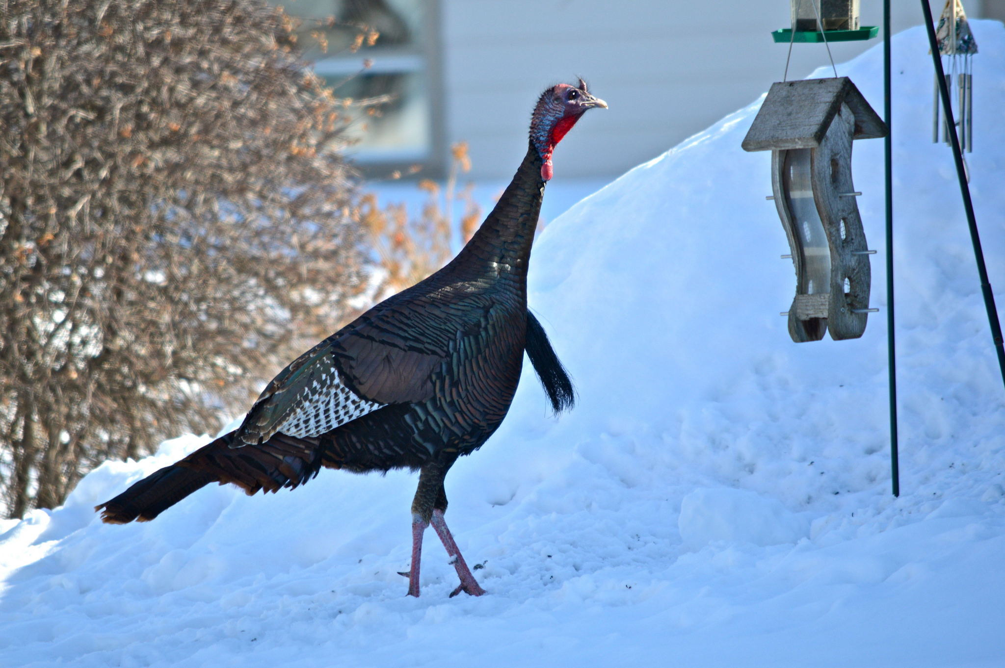 The best snow ration of all. Photo © Laura Pontiggia / Flickr through a Creative Commons license