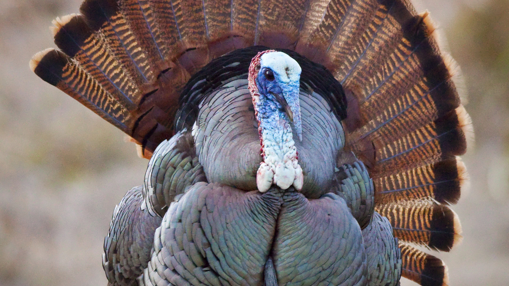 Turkey Eating Turkey