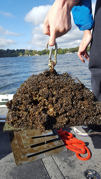 Zebra mussels on Minnetonka. Photo © Jill Sweet