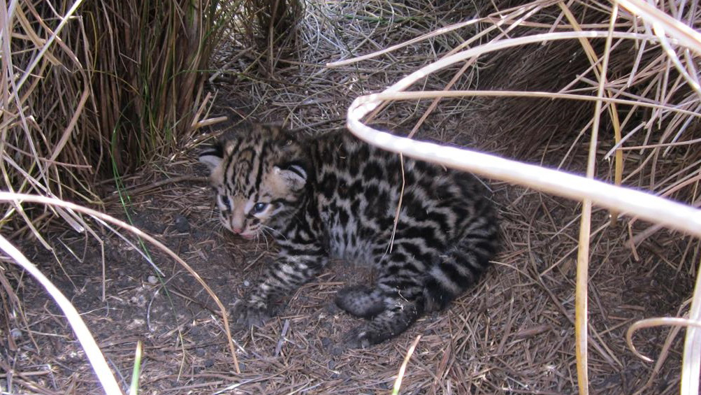 how do ocelots reproduce