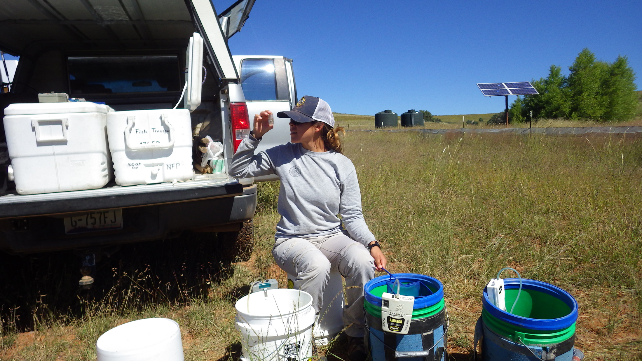 A single step in the stocking of Gila topminnow; Gila topminnow are subjected to a “triple-sort” examination during the process, to ensure no mosquitofish are unintentionally transported or stocked. Photo courtesy Ross Timmons, Arizona Game and Fish Department