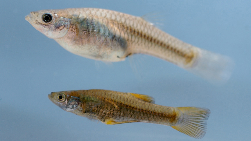 Gila topminnows. Photo © George Andrejko, courtesy of Arizona Game and Fish Department