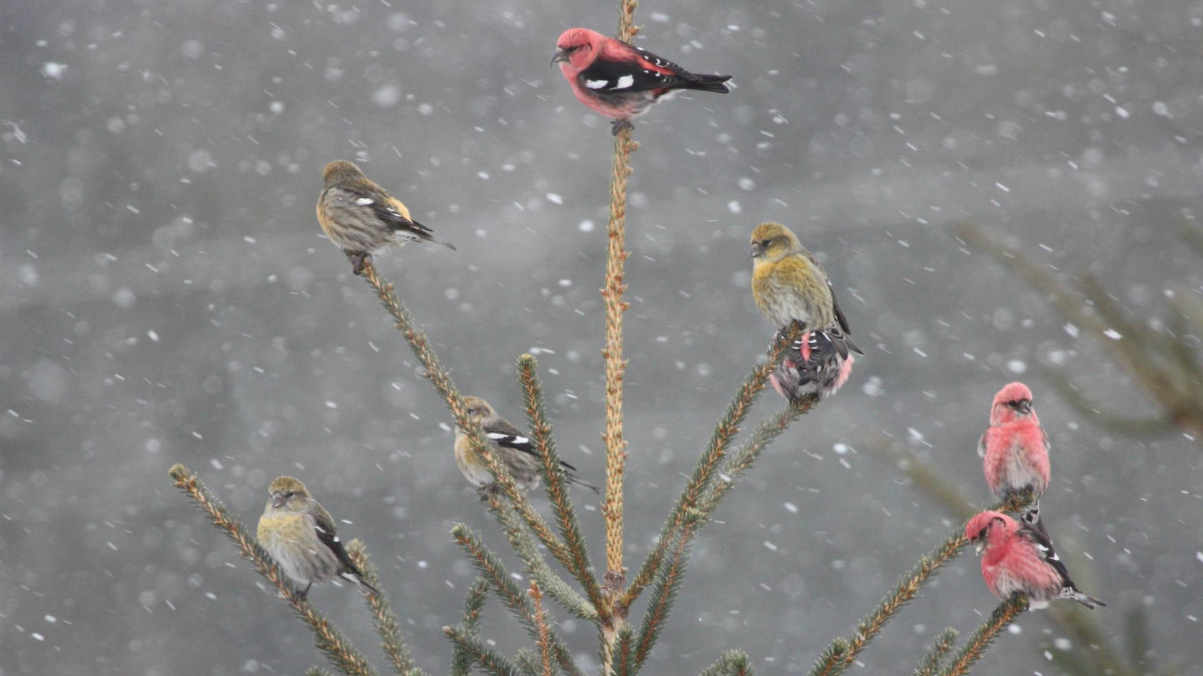 White-winged Crossbills. Photo © Paul Hurtado / Flickr through a Creative Commons license