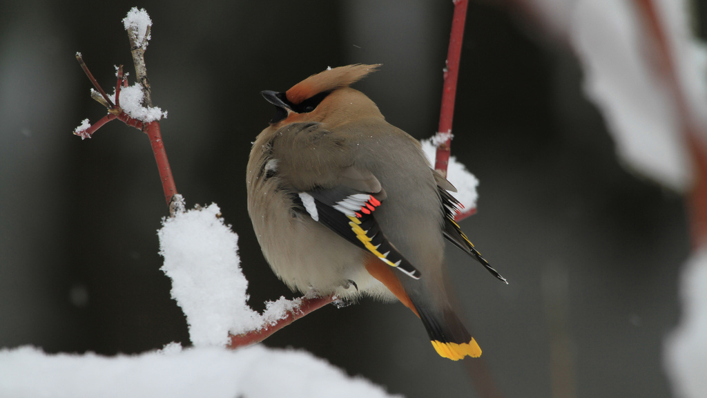 A Bohemian Waxwing (Bombycilla garrulus) puffs its feathers on this cold and snowy day in April. Photo by David Restivo, NPS in the Public Domain
