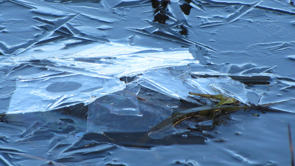 This break in the ice was made by a snapping turtle. Snapping turtles use many of the same winter survival techniques as painted turtles. Photo © Sara Hollerich, USFWS through a Creative Commons license